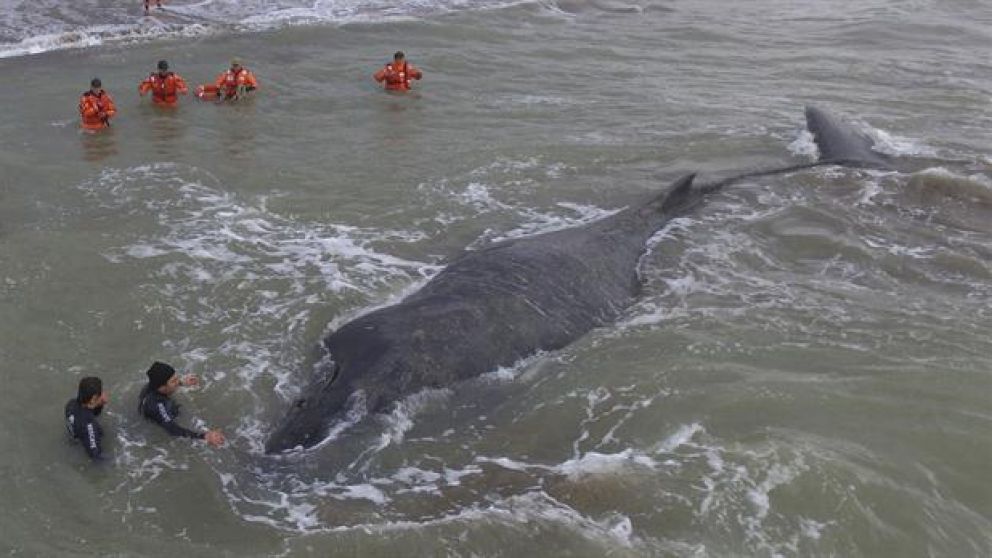 Delfines encallan y mueren cerca de Puerto Madryn