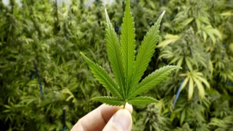 La justicia autorizó por primera vez el cultivo domiciliario de cannabis medicinal
