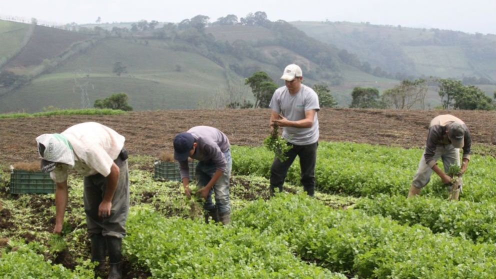 La brecha entre valor de origen y precio de góndola de alimentos del agro se achicó 6,5%