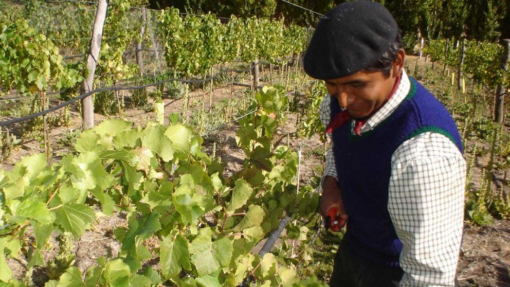 Federación Agraria advierte que pequeños productores pierden "por goleada"