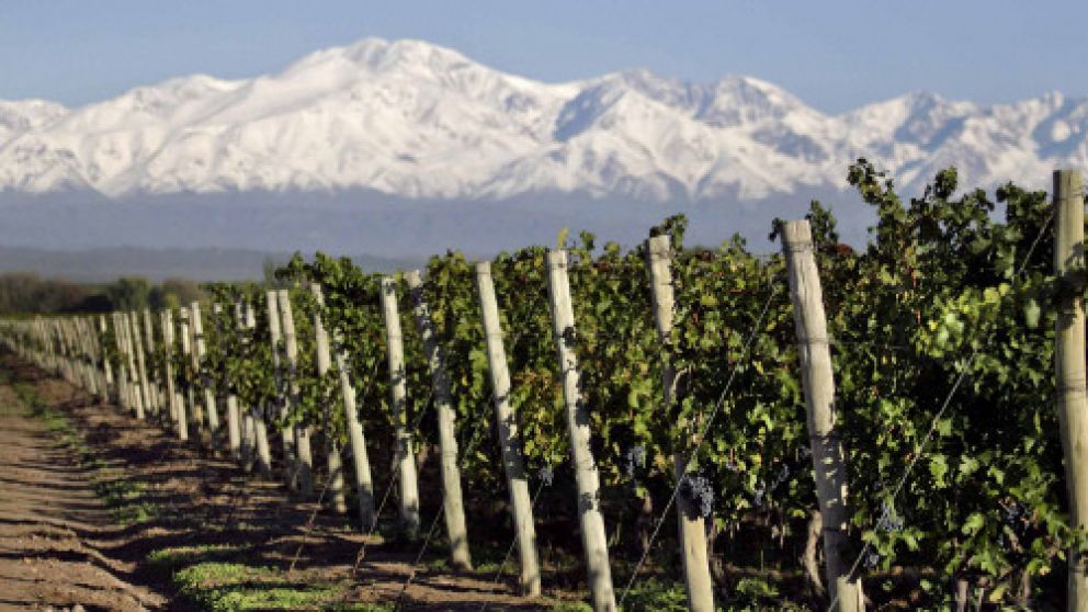En bodegas, la exportación pueden generar el 40% de los ingresos