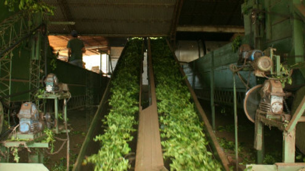 La yerba, camino al proceso de secado para luego ser industrializada