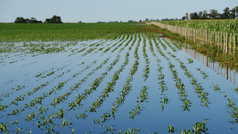 En 2016 pese a las inundaciones, los cultivos se favorecieron