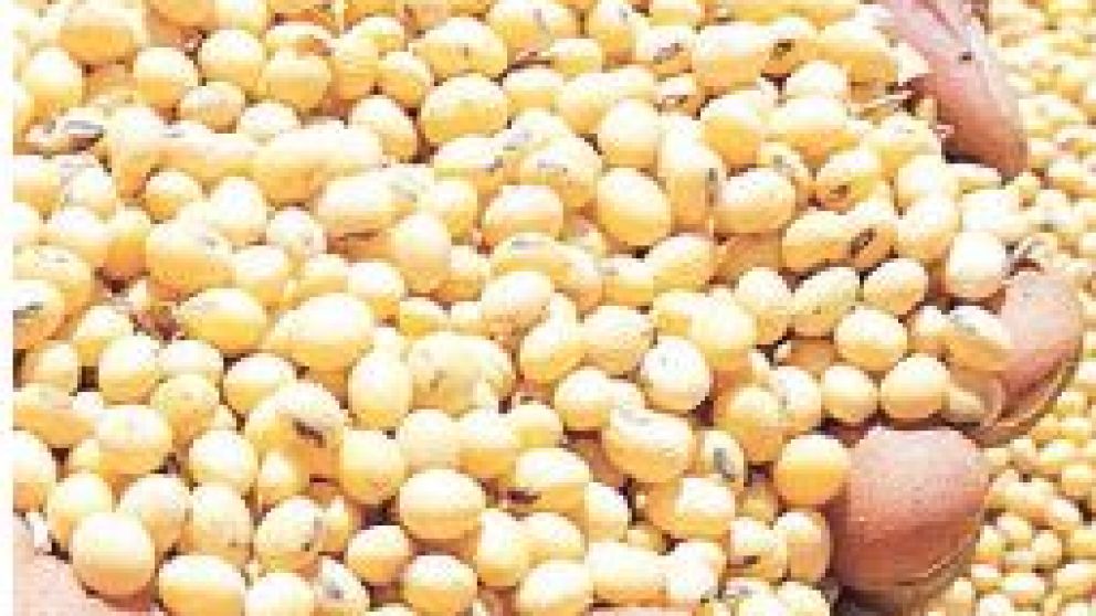 Semillas: sin definición entre industria y productores