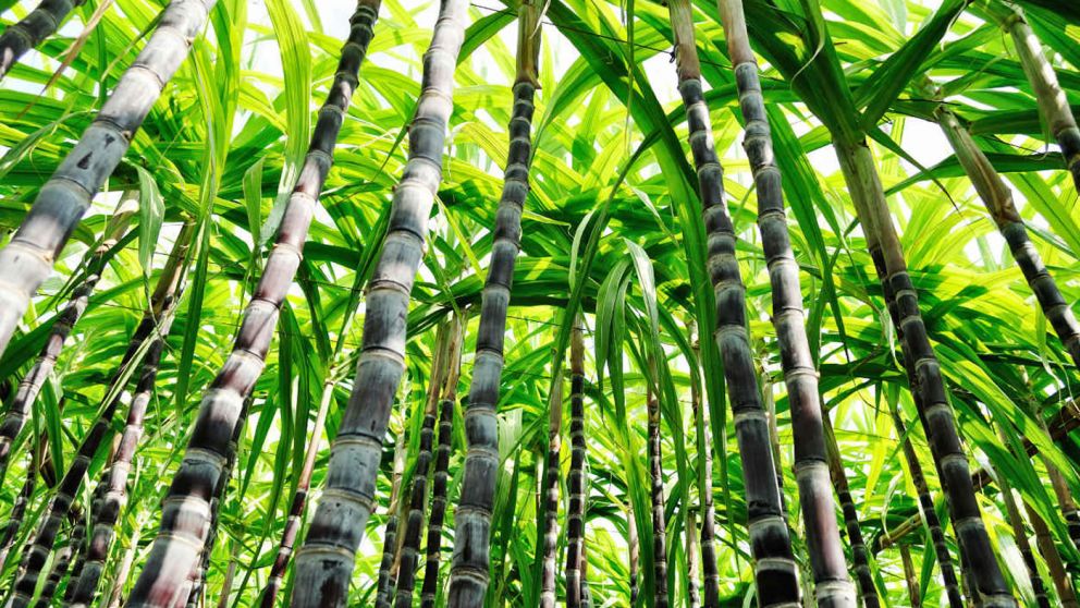 Aranguren se comprometió con la industria del bioetanol a revisar la baja en los precios