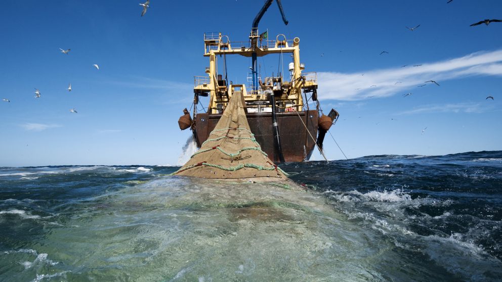 La actividad pesquera tuvo caídas de casi 12% en un año
