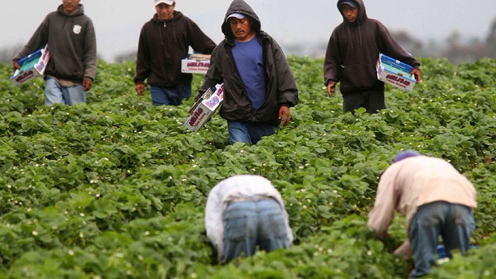 La mano de obra, uno de los altos costos en el agro
