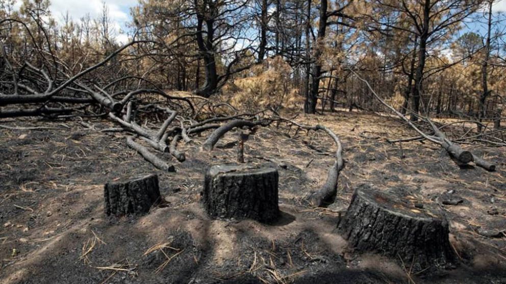 Líderes indígenas mundiales exigieron mayores inversiones contra la deforestación