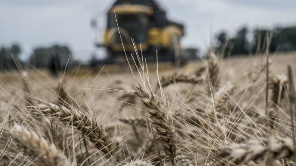 La Argentina exportar� por primera vez "trigo pan" a M�xico