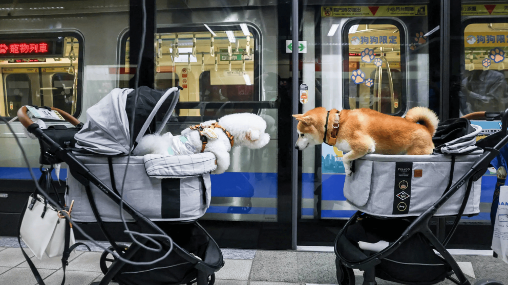 Menos nacimientos, m�s mascotas: qu� dice un nuevo informe sobre la crisis demogr�fica
