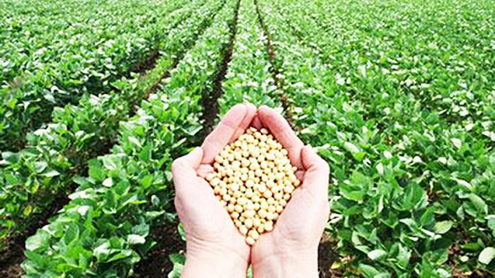 La soja es la estrella para el ingreso de divisas