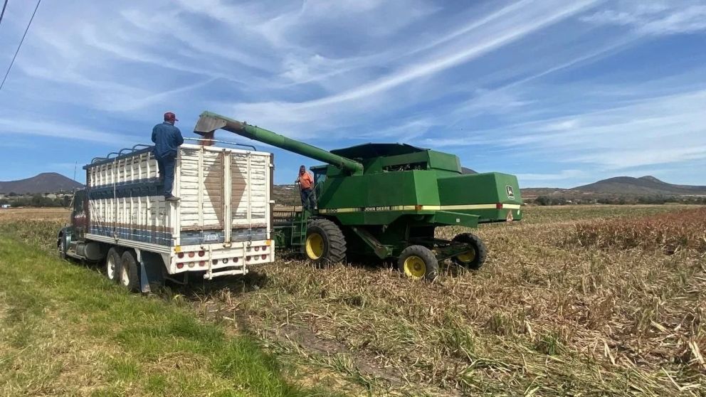 En Argentina, el sorgo ocupó durante años un lugar marginal en la rotación agrícola