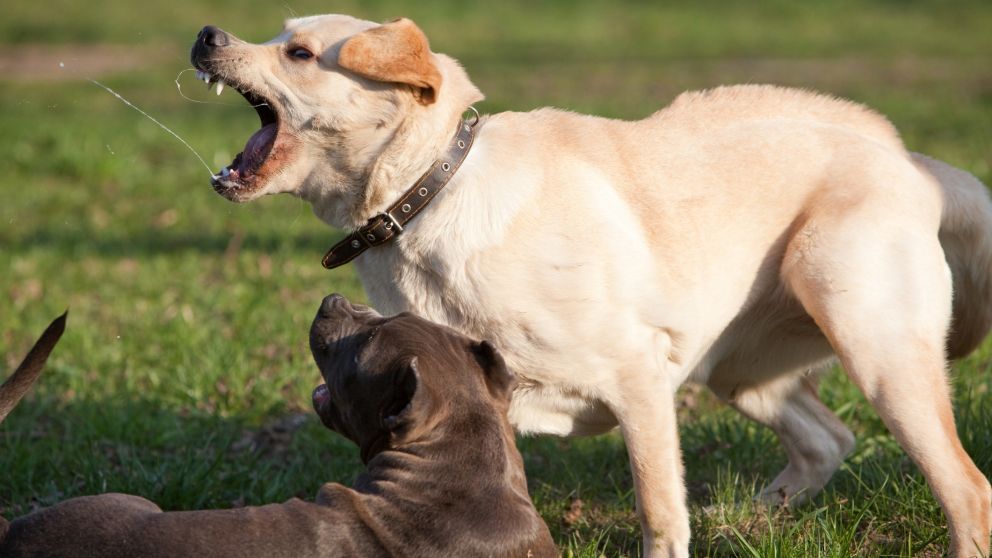 El ataque ocurri� sin provocaci�n previa y deriv� en una condena contra los due�os del perro.