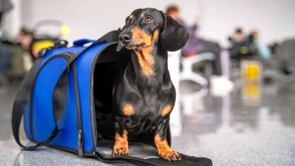 Cómo viajar con mi mascota