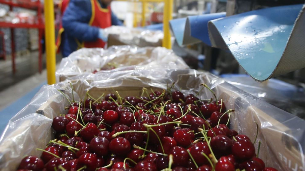 China, Estados Unidos, España están en el tope del ránking de destino de exportación de cerezas