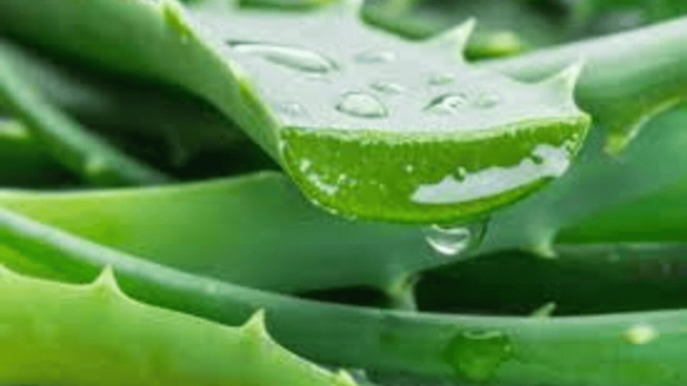 La planta que el Feng Shui recomienda poner en la entrada de tu casa