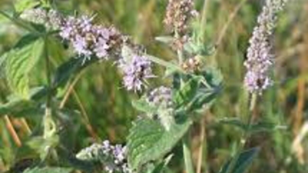 Cuando la menta florece: el mensaje energético que el Feng Shui lee en tu hogar