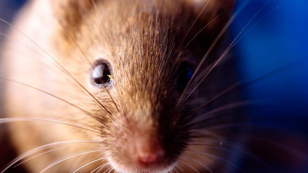 Los s�ntomas iniciales de hantavirus pueden confundirse con cuadros vriales