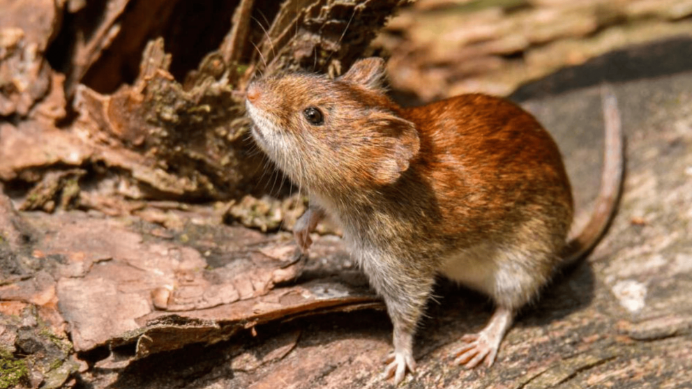 Hantavirus en Bariloche: confirmaron un caso en un albañil de 43 años