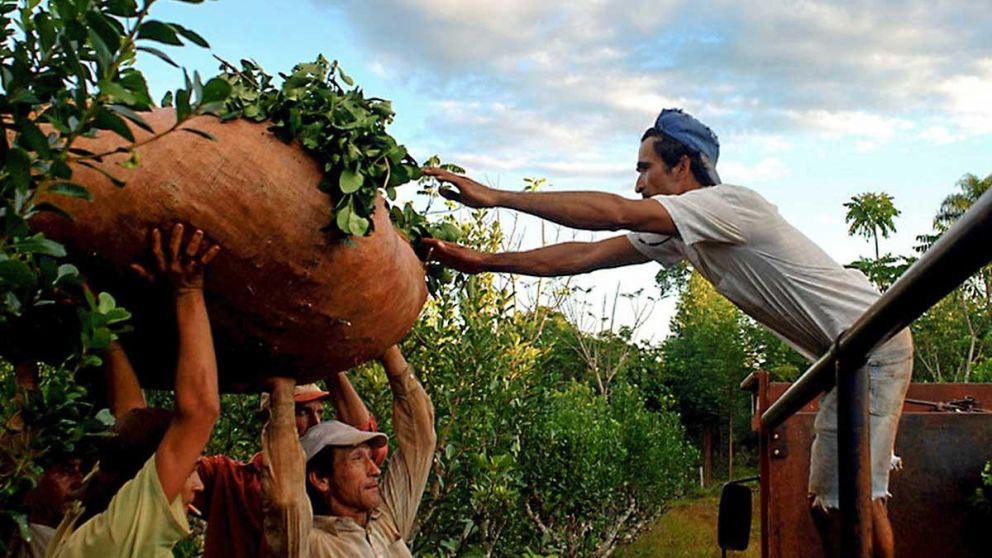 Los tareferos cruzan a Brasil, no saben si en febrero arrancará la cosecha en Argentina