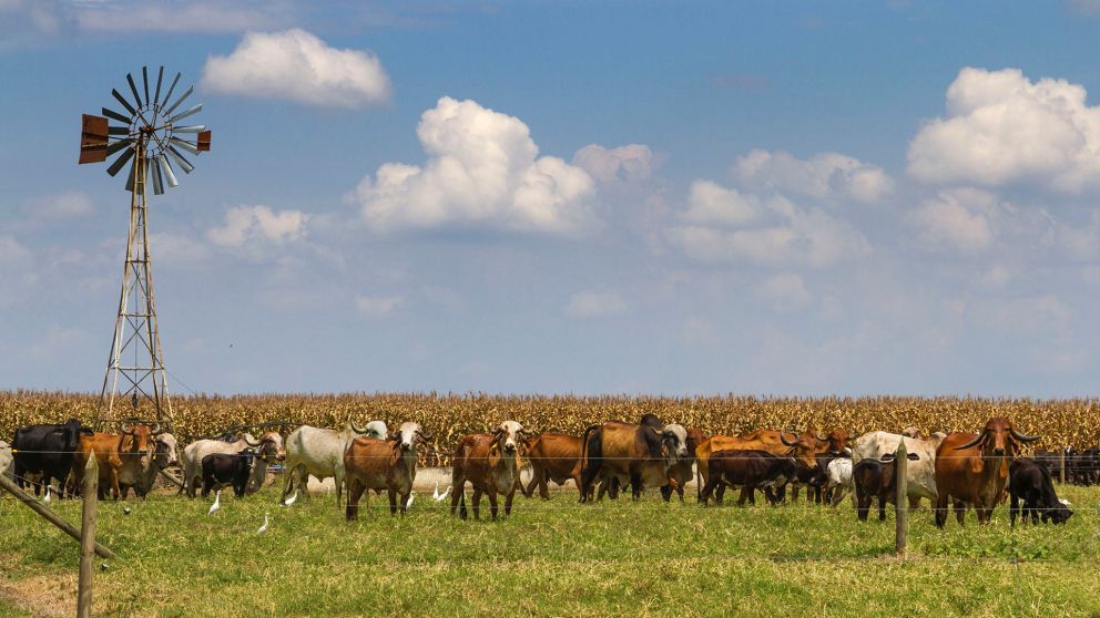 El proyecto bonaerense que propone una tasa al metano bovino encendi� el rechazo de CARBAP y CRA, que denuncian desinformaci�n, falta de sustento t�cnico y m�s presi�n fiscal sobre el campo.