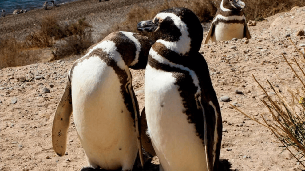 El objetivo del streaming del Conicet es que los humanos percaten con atención detalles de la vida marina que pasan por desapercibidos