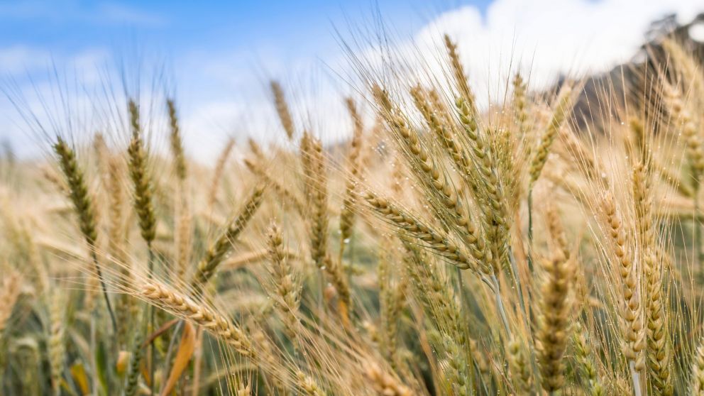 La campaña agrícola entra en zona crítica: soja y maíz dependen de nuevas lluvias