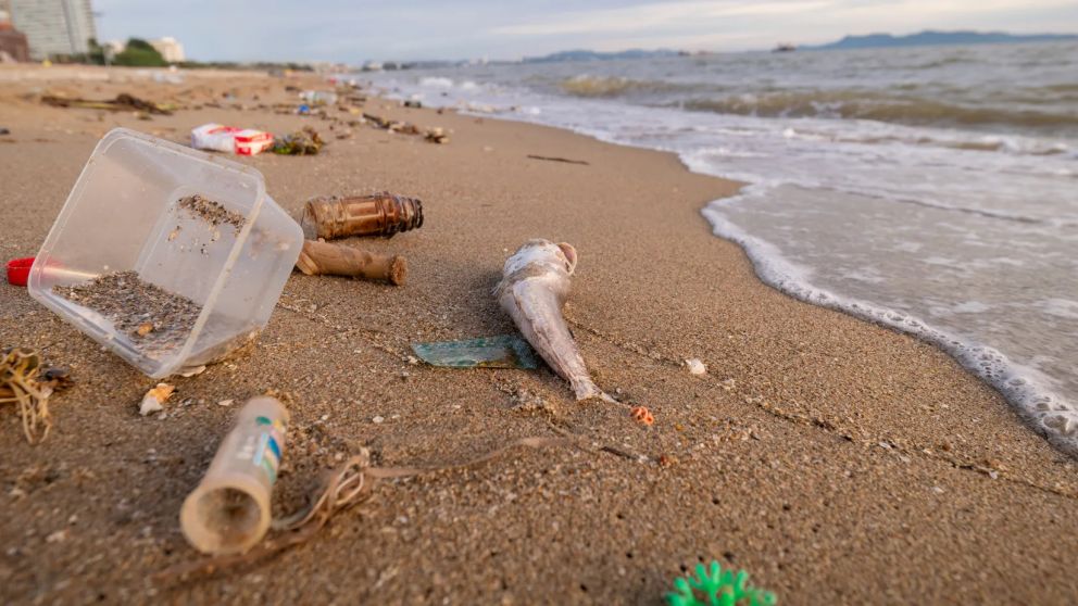Casi el 80% de los residuos en playas bonaerenses son plásticos