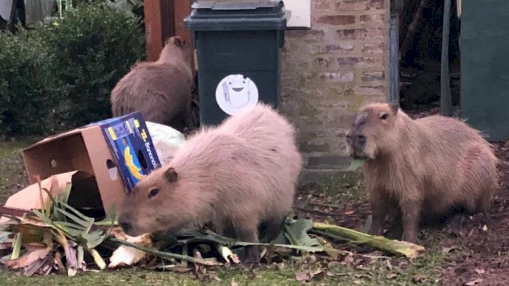 Polémica por el traslado de carpinchos en Nordelta: denuncias y enojo vecinal