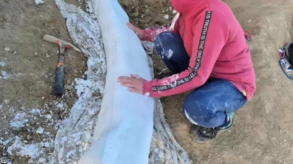 Hallazgo clave de la Era del Hielo en la costa bonaerense