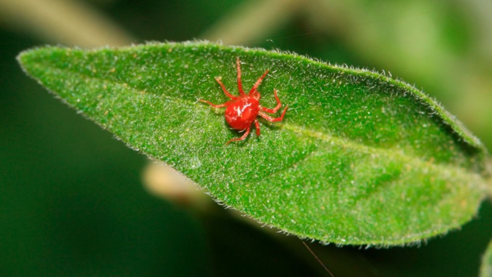 La arañuela roja que afecta a los cultivos en Argentina.