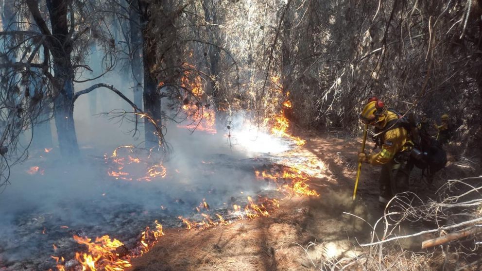 Se reactivaron focos de incendio en Chubut: c�mo sigue la situaci�n en el Parque Nacional Los Alerces