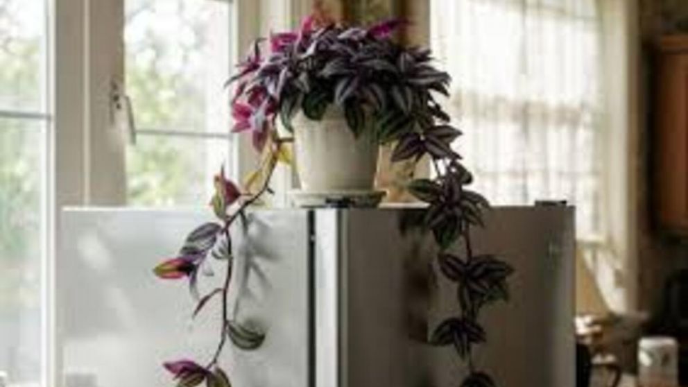 El truco del Feng Shui que recomienda poner una planta arriba de la heladera