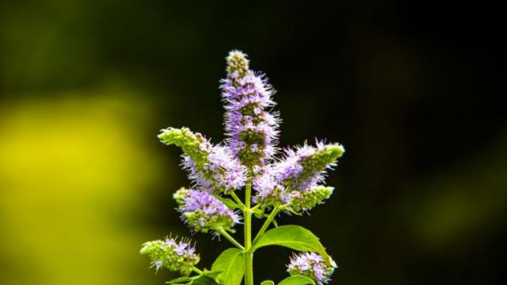 Qué significa que la planta de menta florezca en tu casa: el Feng Dhui lo expplica
