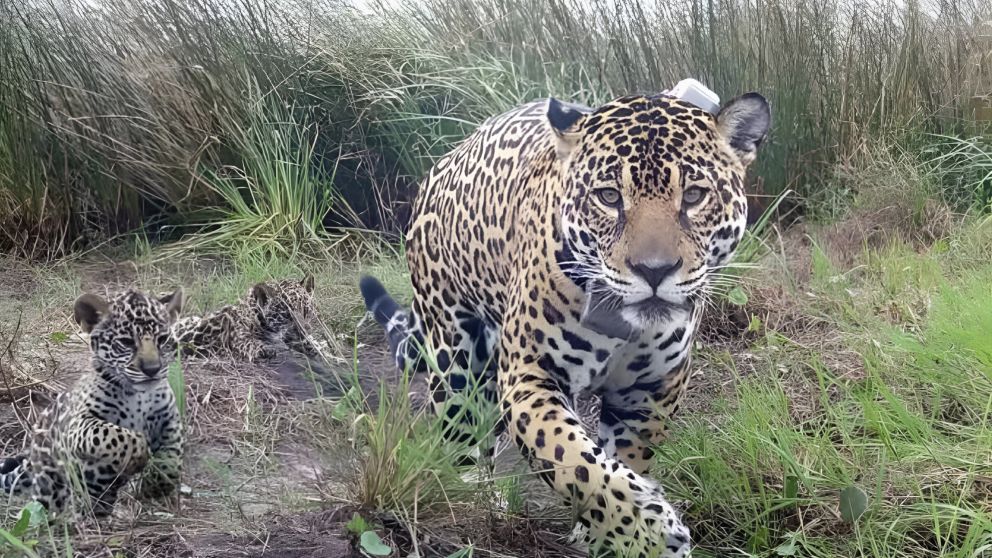 La aparición de Janaina y sus crías es festejada por su importancia clave en la conservación de los Yaguaretés.
