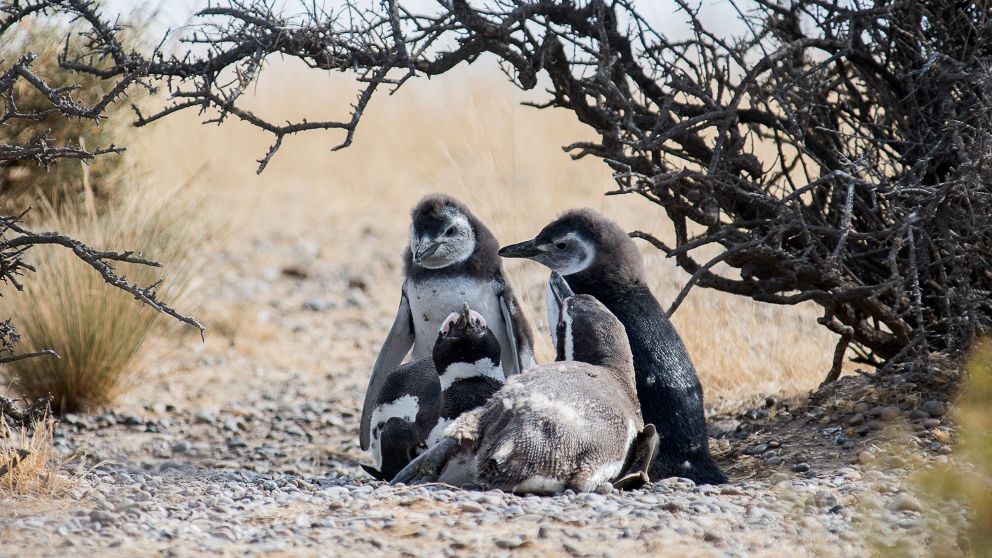 Un nuevo streaming del Conicet investiga a los pingüinos de la Patagonia