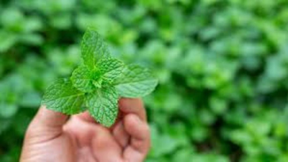Menta y dinero: dónde colocar esta planta para activar la prosperidad en tu casa, según el Feng Shui