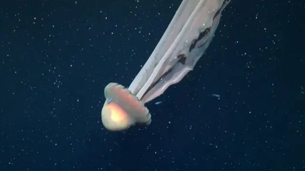 La Stygiomedusa gigantea mide 11 metros.