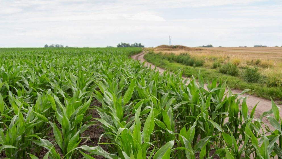 La siembra de maíz recorta su rendimiento pero asoma otro grano récord