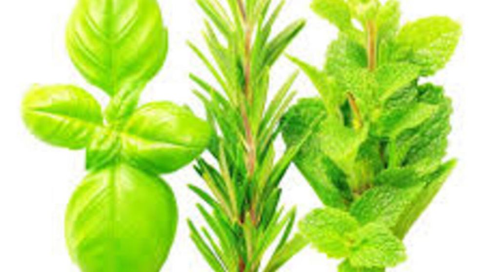 Dónde colocar albahaca, romero y menta para activar la energía del hogar, según el Feng Shui