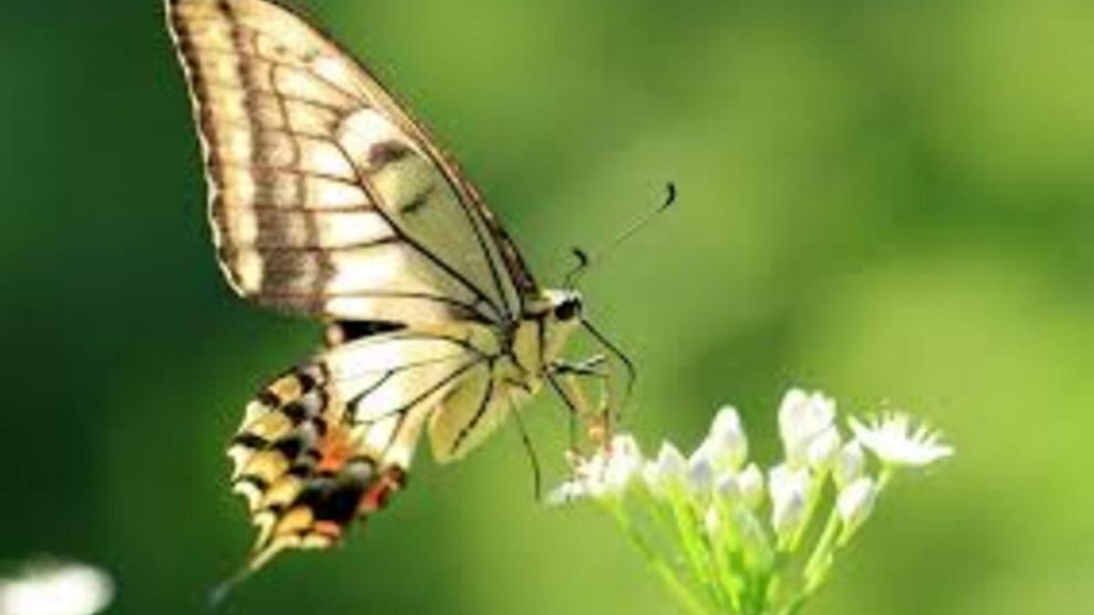 Si una mariposa ronda tu casa, esto es lo que anuncia: la señal positiva que destaca el Feng Shui