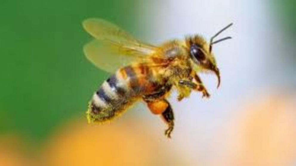 No es casualidad: qu� anuncia el Feng Shui cuando una abeja aparece dentro de tu casa