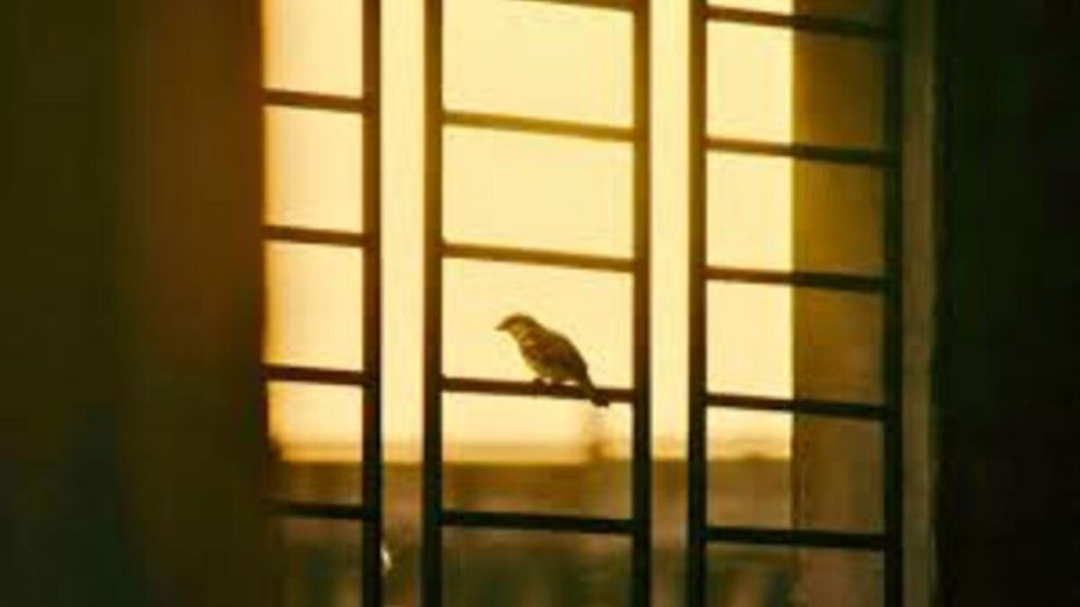 ¿Buen presagio? Lo que simboliza que un pájaro se acerque a tu hogar, según el Feng Shui