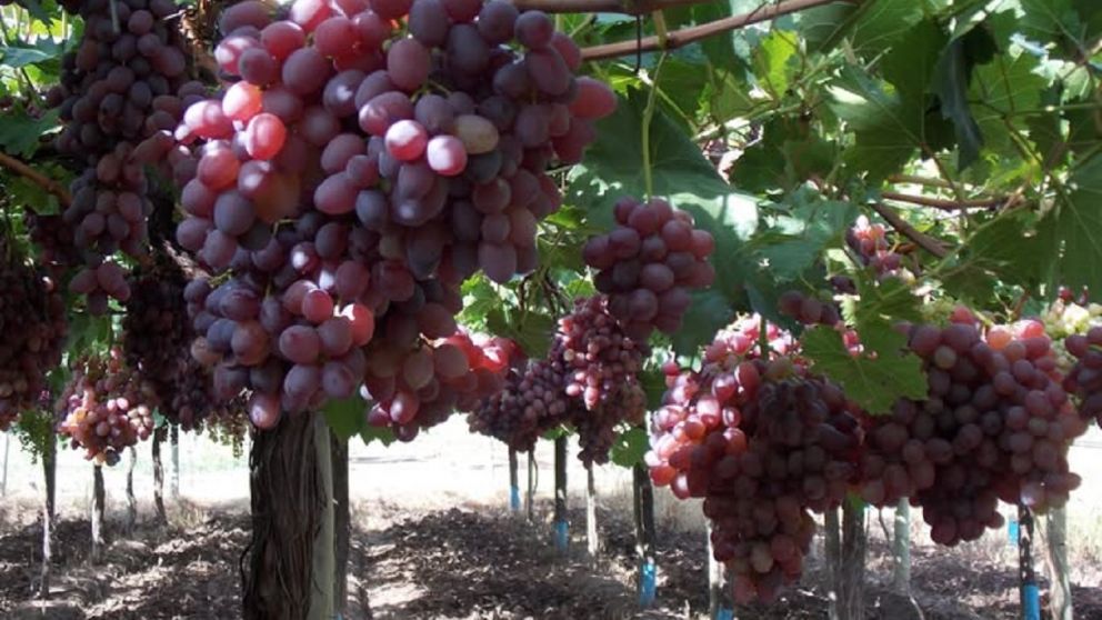 La fruta sin semilla que gana cada vez más mercados