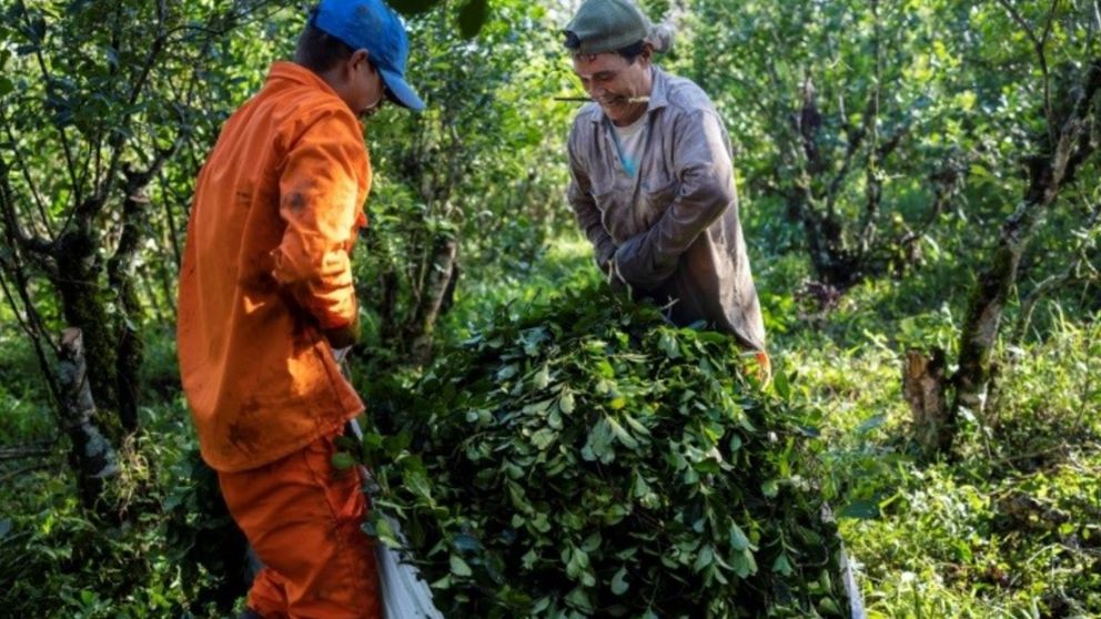 Crisis yerbatera: los productores reciben solo el 11% del precio final