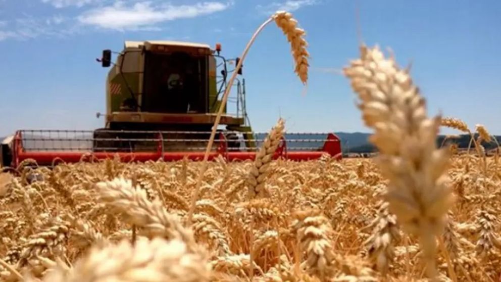 La cosecha récord de trigo impulsa un fuerte aumento de exportaciones