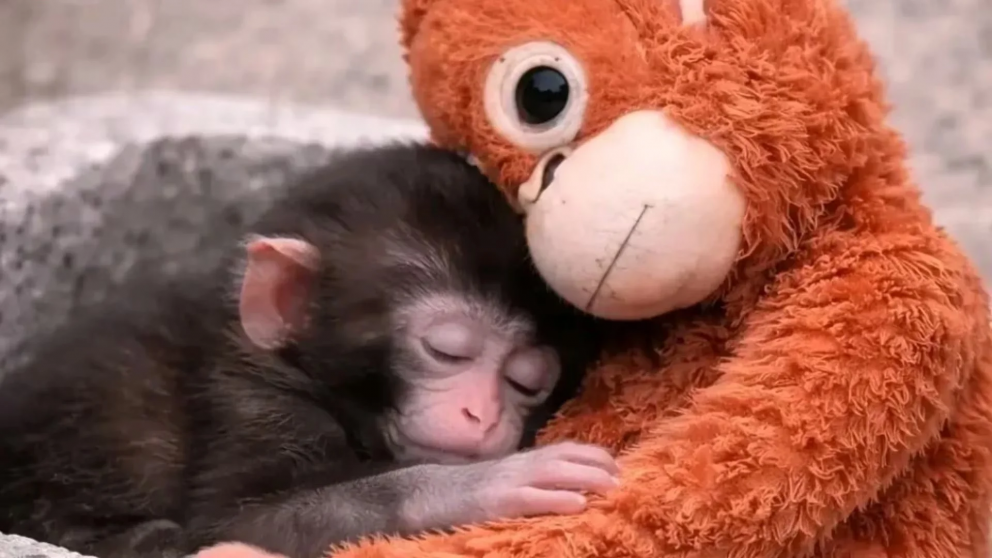 Punch, el mono bebé que conmovió al mundo con su peluche