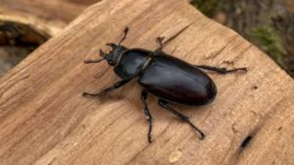 Feng Shui: qué simboliza la presencia de escarabajos en el hogar