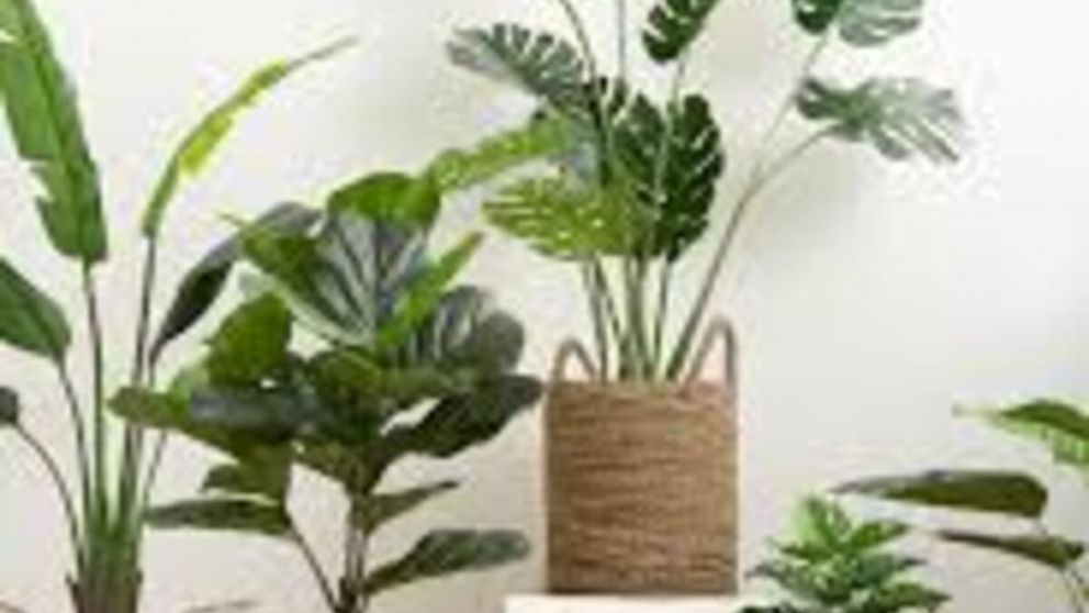 Por qué no debes tener plantas artificiales dentro de la casa, según el Feng Shui
