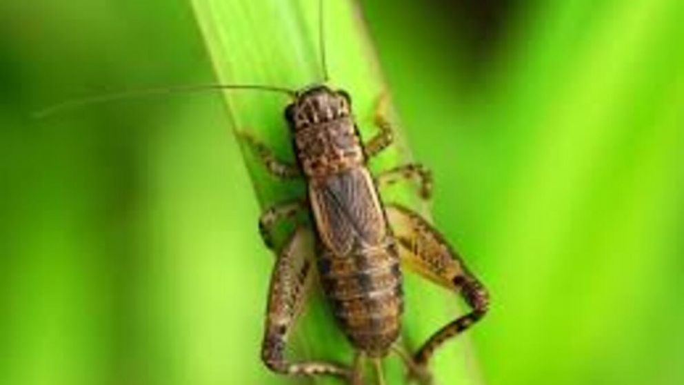 Lo que revela la presencia de grillos en casa seg�n el Feng Shui